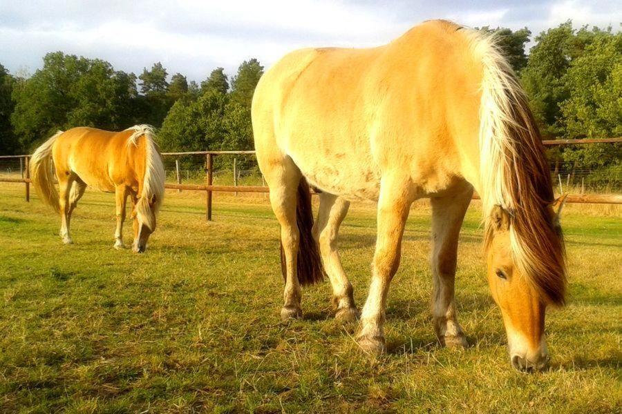 Schroederhof Leilighet Unterluss Eksteriør bilde
